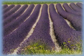 Lavendel in de Diois